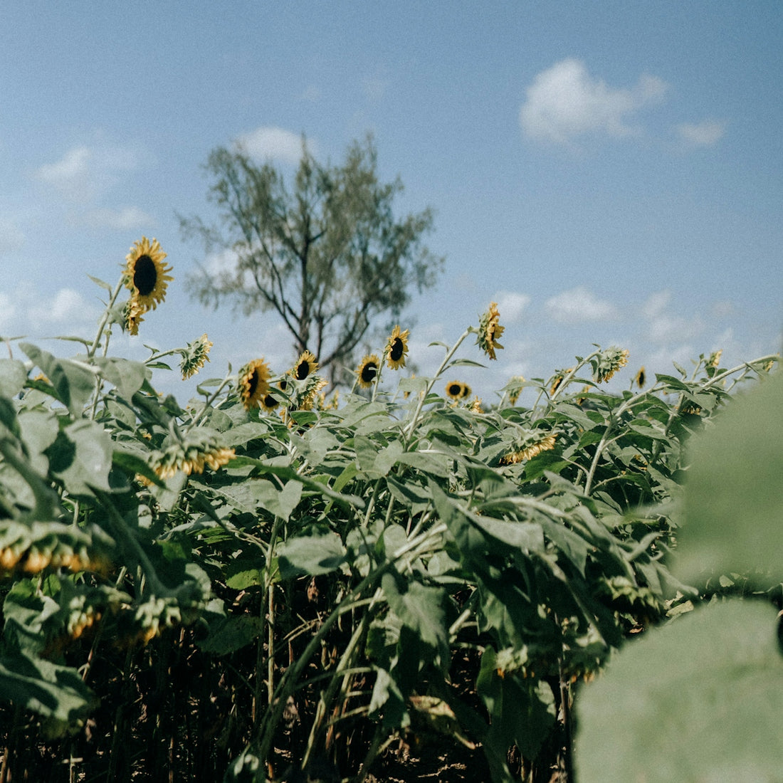 a field of sunflowers with a blue sky in the background