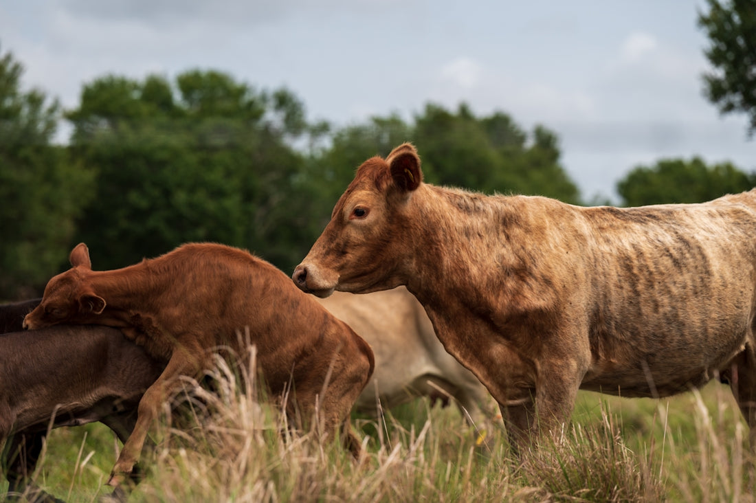a group of cows in a field
