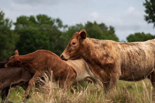 a group of cows in a field