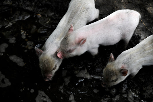 Four piglets are enjoying a muddy environment.